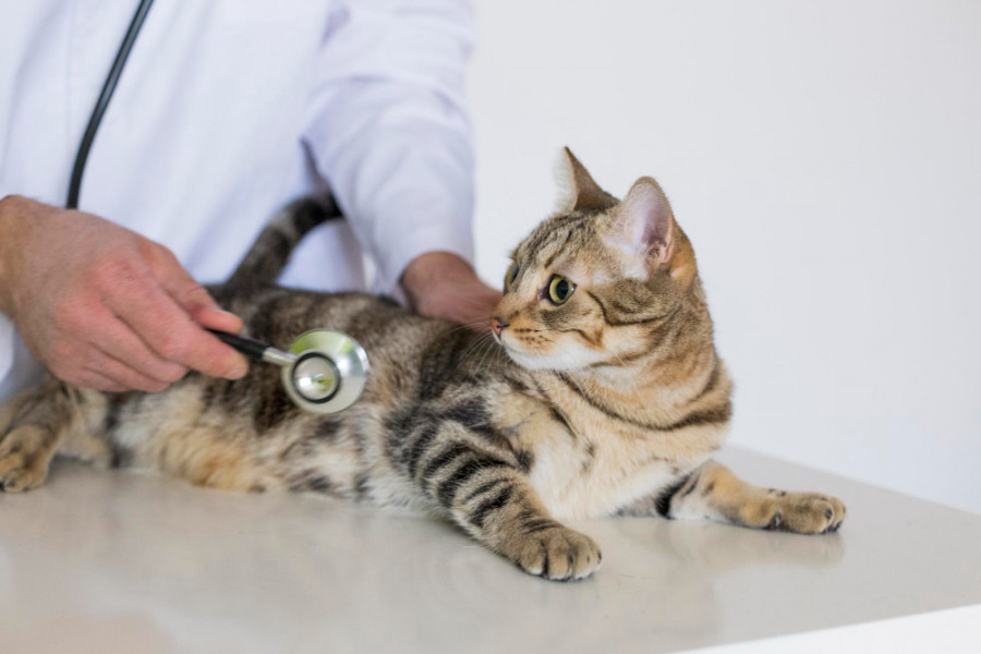 Gato veterinario (5)
