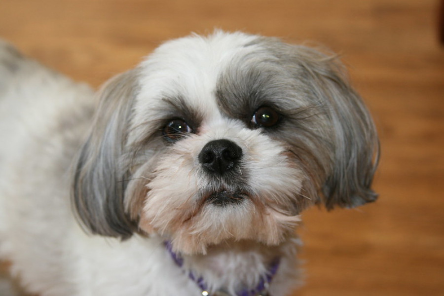 Shih Tzu