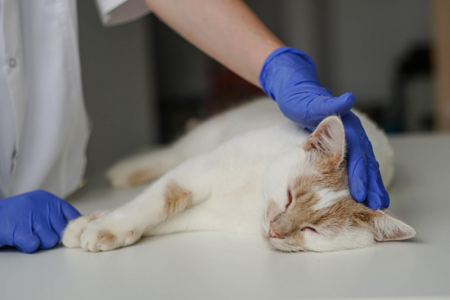 Gato veterinario (3)