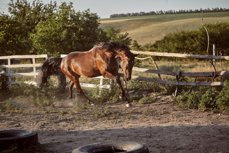 Caballo
