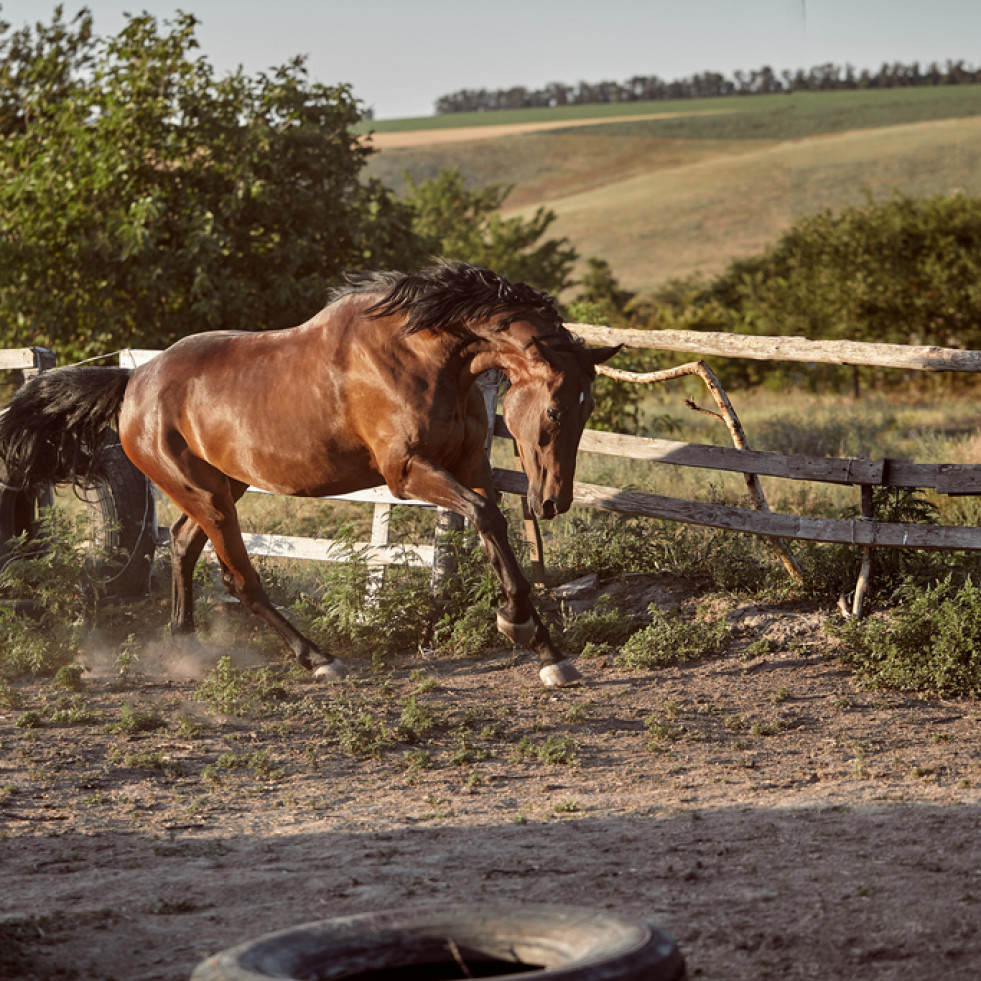 Los caballos pura sangre con niveles más bajos de colágeno tipo III tienen un mayor riesgo de fracturas
