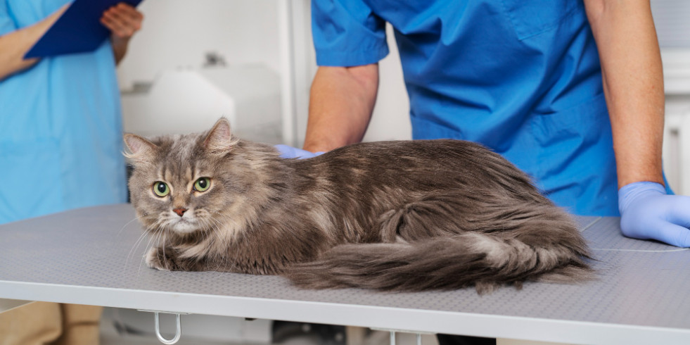 Publican unas pautas de cuidados paliativos para gatos