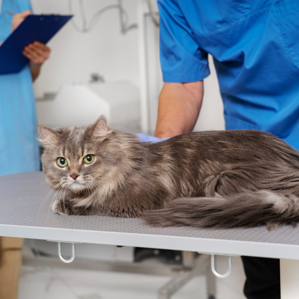 Publican unas pautas de cuidados paliativos para gatos