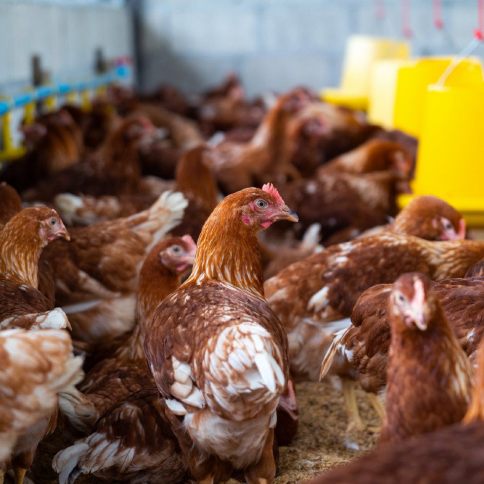 China confirma la muerte de una mujer coinfectada con dos cepas de influenza aviar