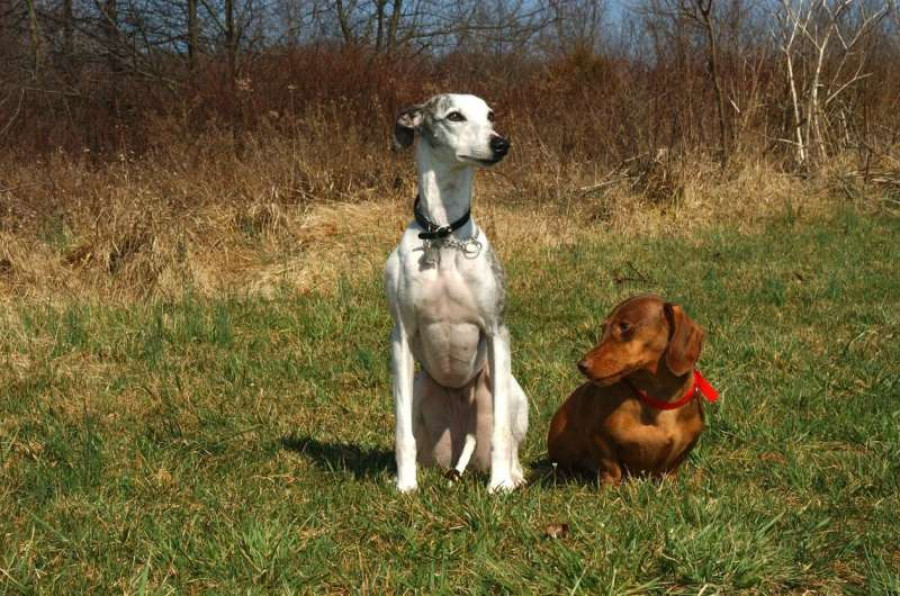 Perro raza Whippet