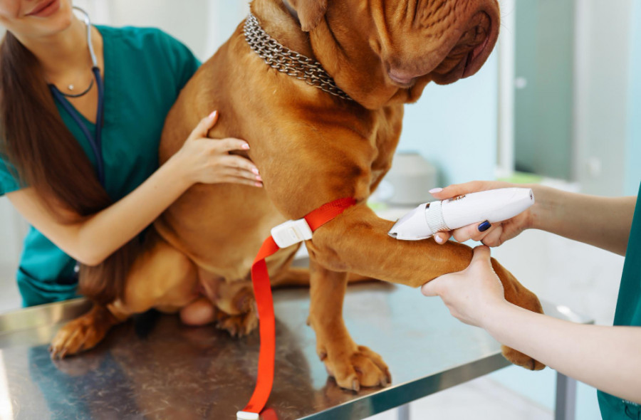 Perro veterinario (2)