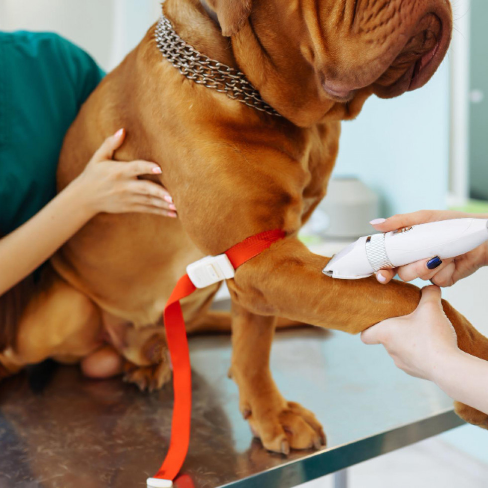 Un estudio resalta que el hipotiroidismo canino podría diagnosticarse de manera excesiva e incorrecta