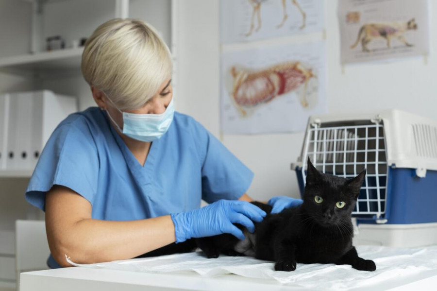 Veterinaria atiende a gato