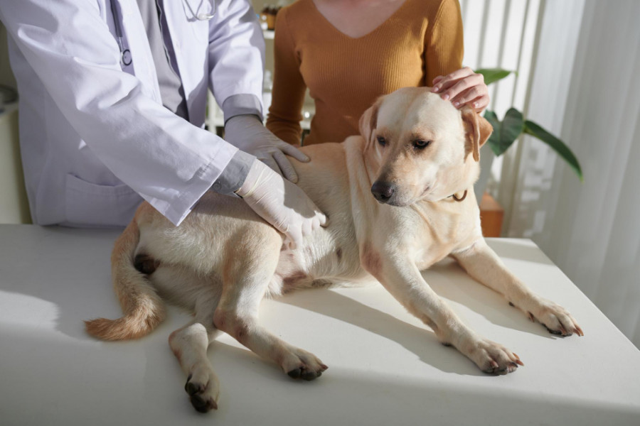 Perro veterinario (3)
