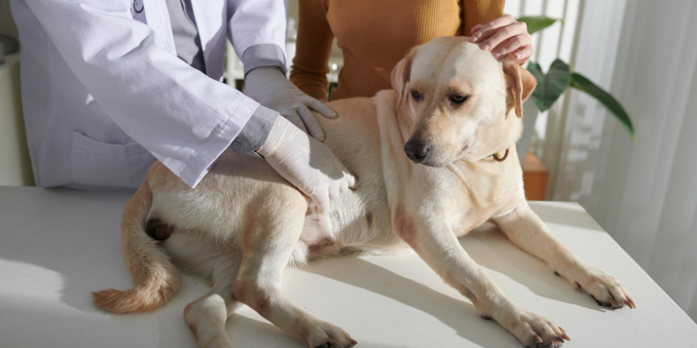 Analizan la respuesta de la enteropatía crónica canina a los trasplantes fecales