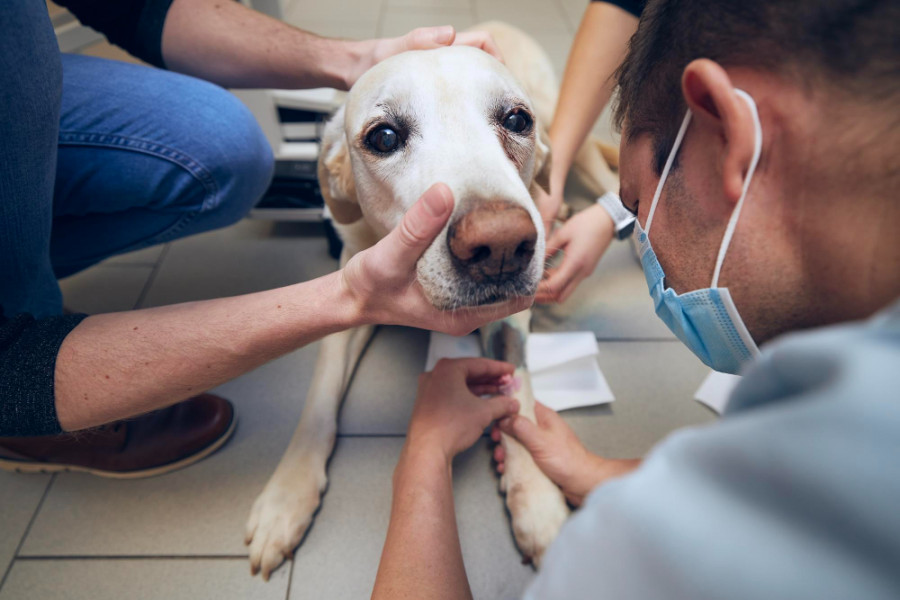 Perro veterinario (3)