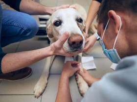 Eosinófilos y macrófagos podrían ser una prometedora diana para tratar el cáncer en perros y personas