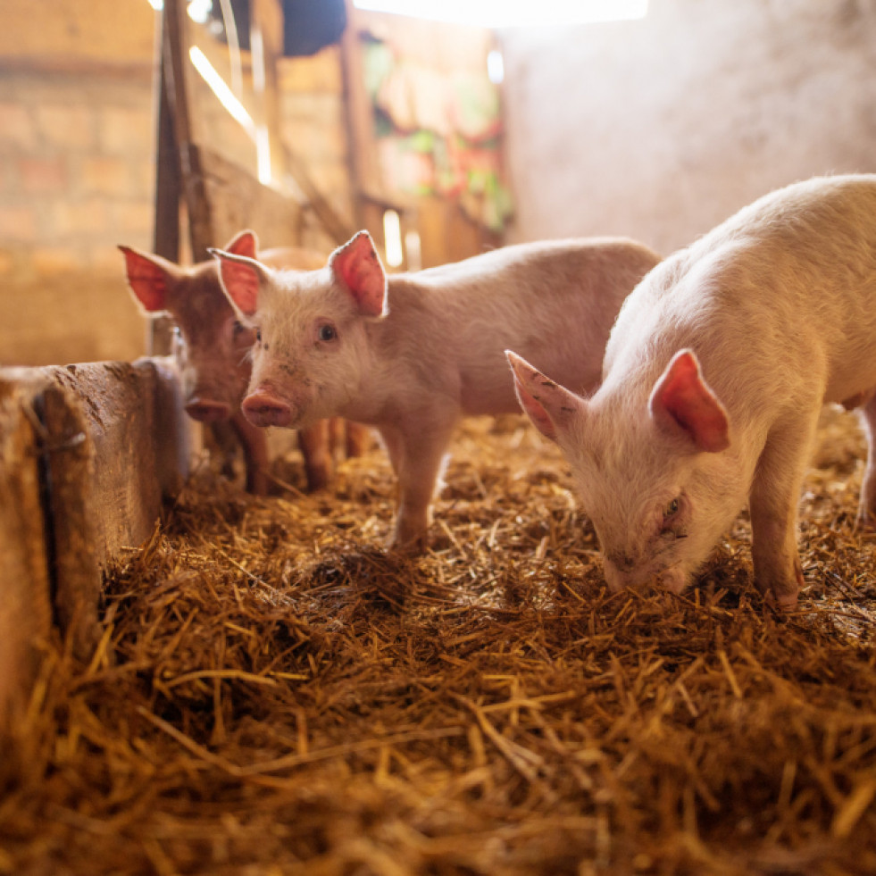 Analizan las percepciones de los veterinarios sobre los principales retos sanitarios del porcino español