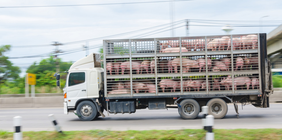Instan al Parlamento Europeo a promover la desaparición del transporte de animales vivos para sacrificio