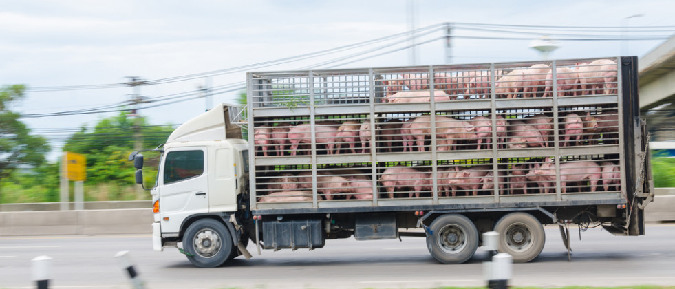 Reclaman a la Unión Europea mejorar las normas de protección de los animales durante el transporte
