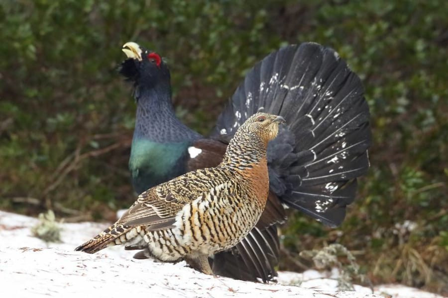 Pareja de gallos salvajes. Foto: Javi Montes