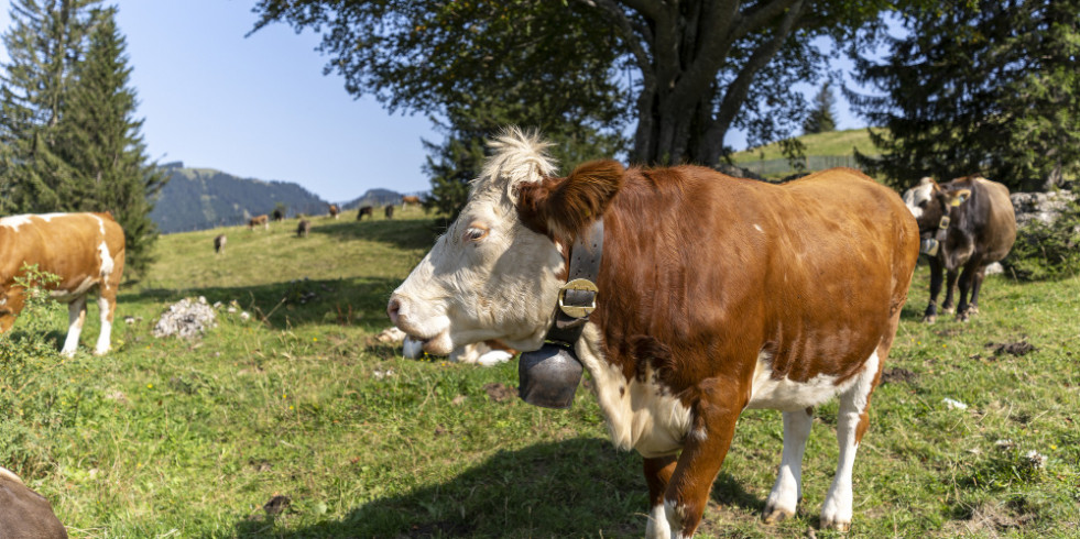 Notifican varios casos de SARS-CoV-2 en bovinos en Suiza