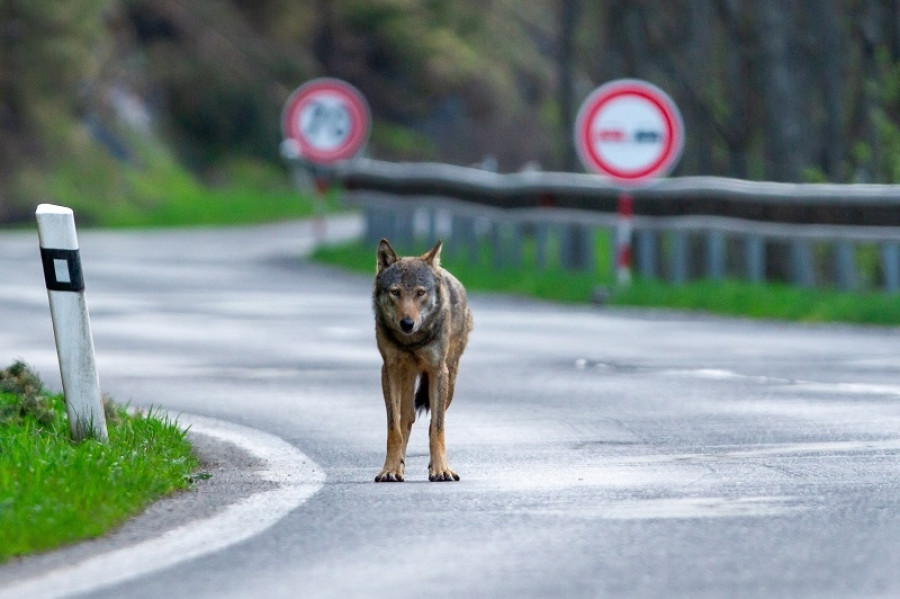 Impacto de carreteras en animales.