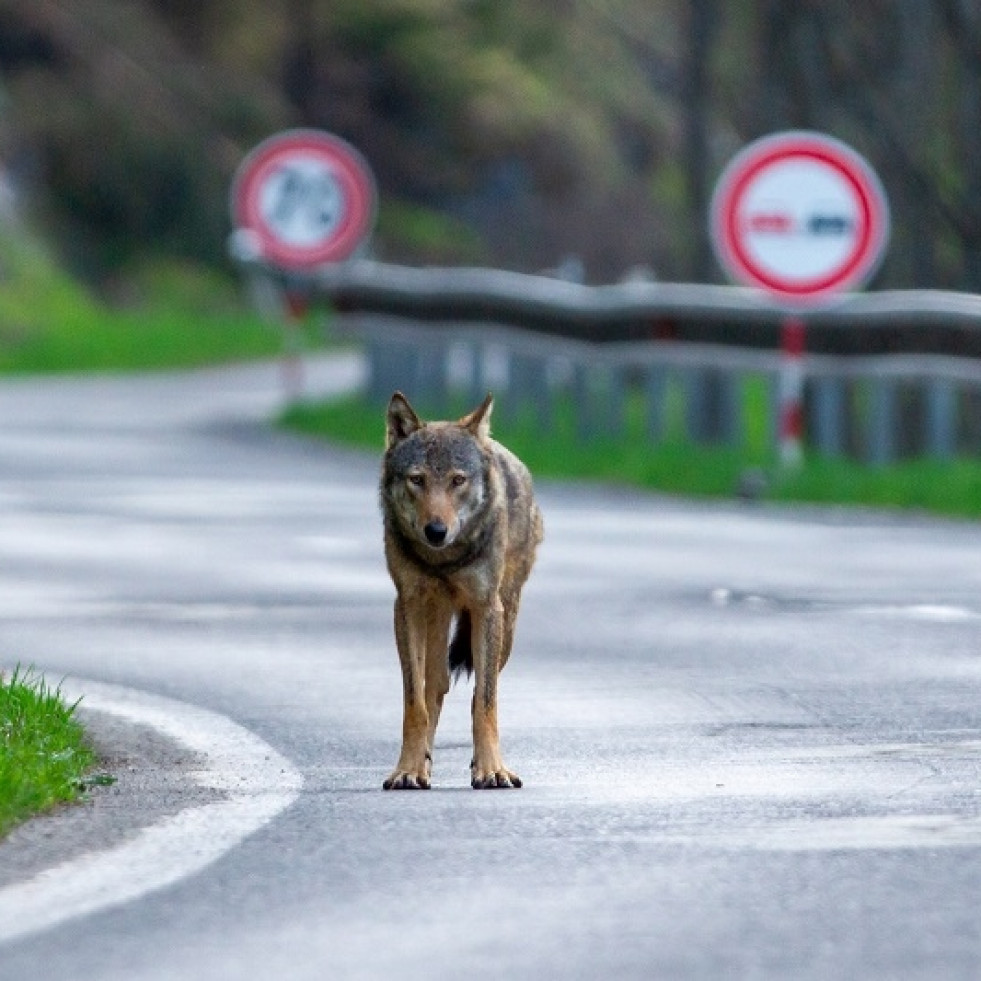 Españoles sugieren mejoras en las carreteras para reducir su impacto en las relaciones entre especies