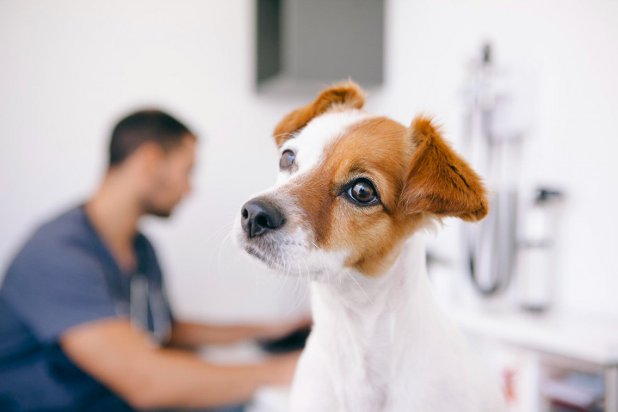 Perro veterinario (4)