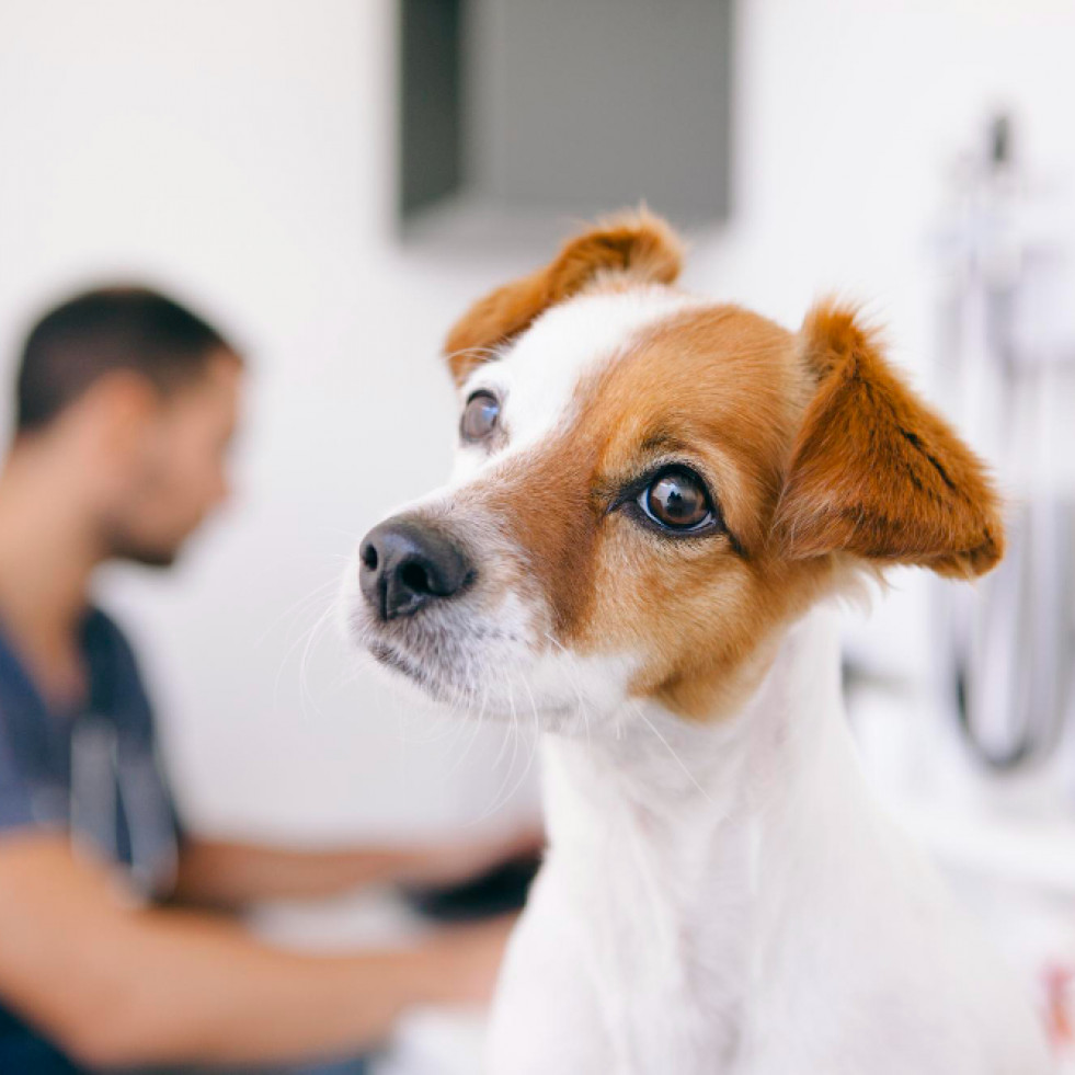 ¿Puede el peso del perro condicionar la toma de decisiones a la hora de recetar un antibiótico?