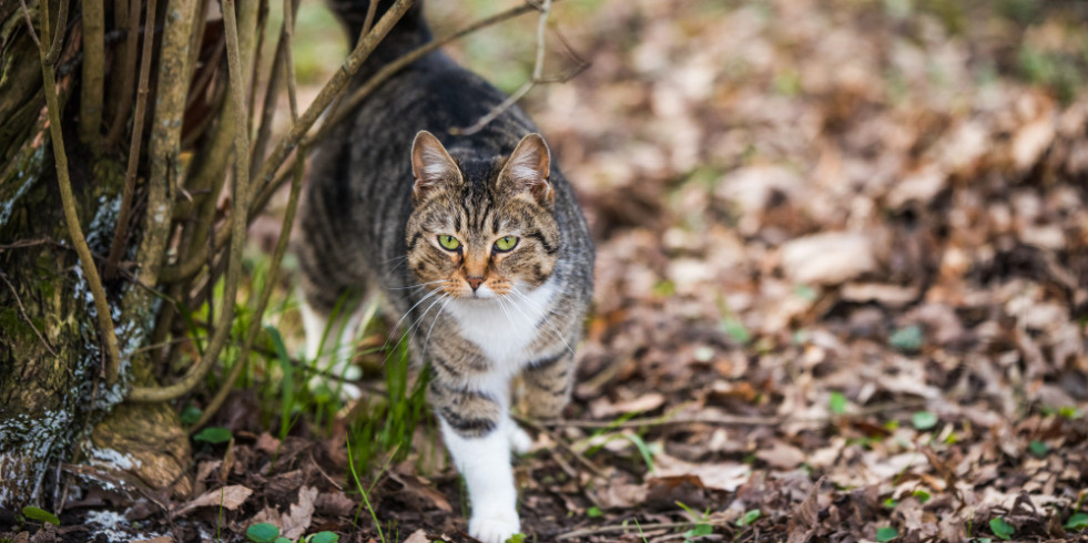 Un estudio realizado en España advierte de la amenaza del gato doméstico para la fauna silvestre