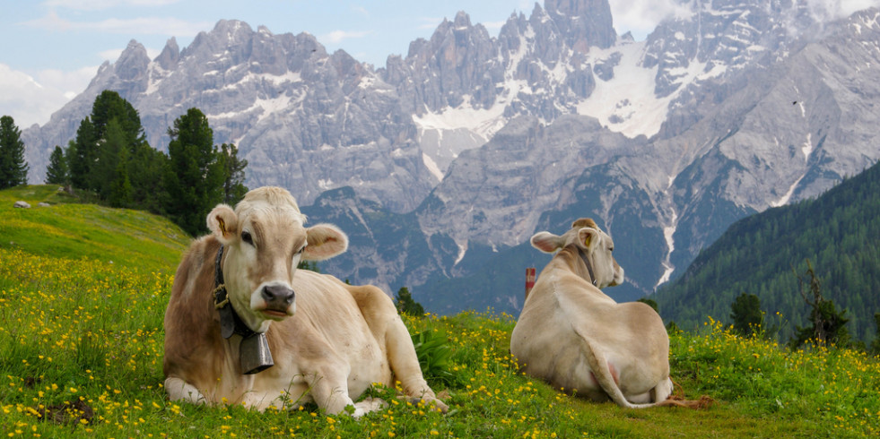 España y Francia renuevan su proyecto de lucha contra la tuberculosis bovina en los Pirineos