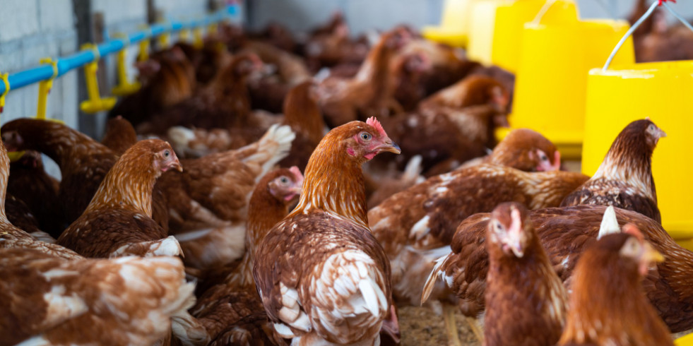 Españoles relacionan la exposición al amoníaco en granjas de pollos con la incidencia de problemas de salud