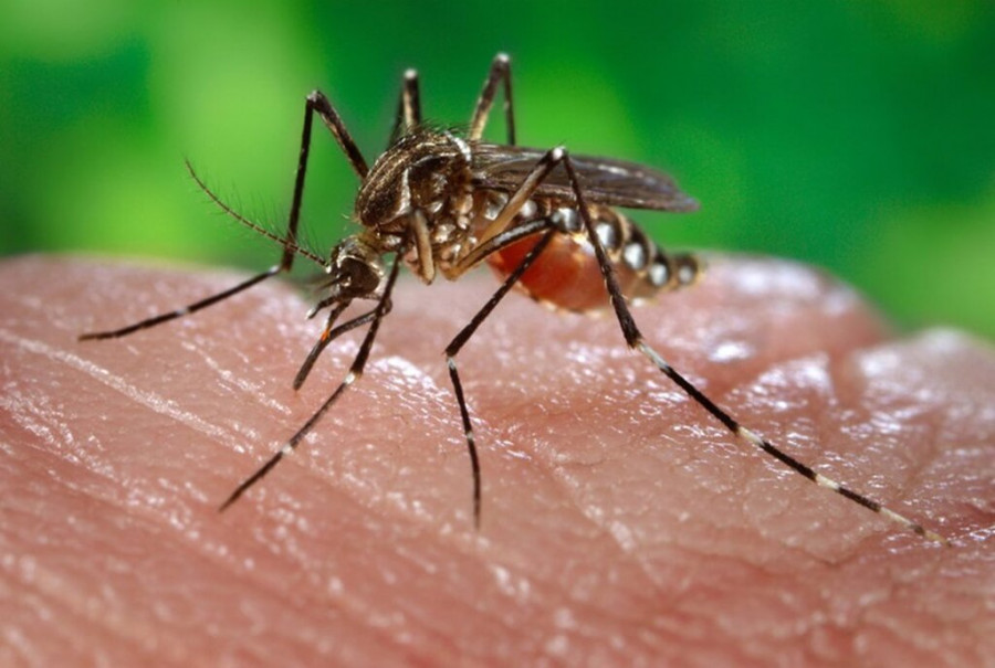Mosquito
