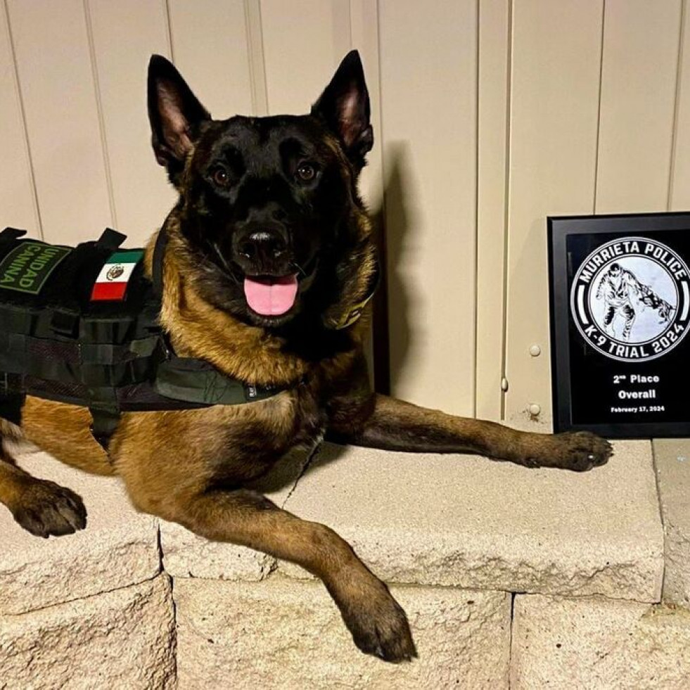 Reconocen con un premio internacional a un perro mexicano por su labor en el combate a la delincuencia