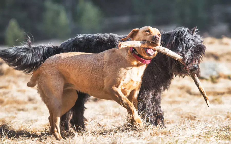 Perros jugando