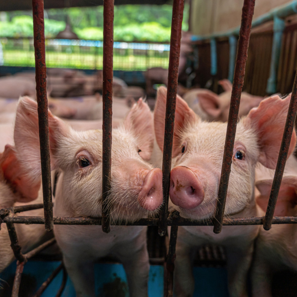 Veterinarios españoles desarrollan un nuevo método de edición genética de embriones porcinos