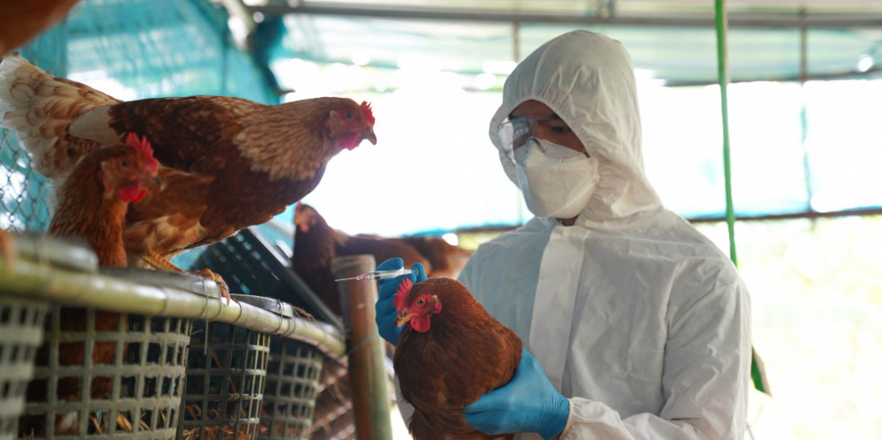 México enfrentó en 2023 seis focos de gripe aviar