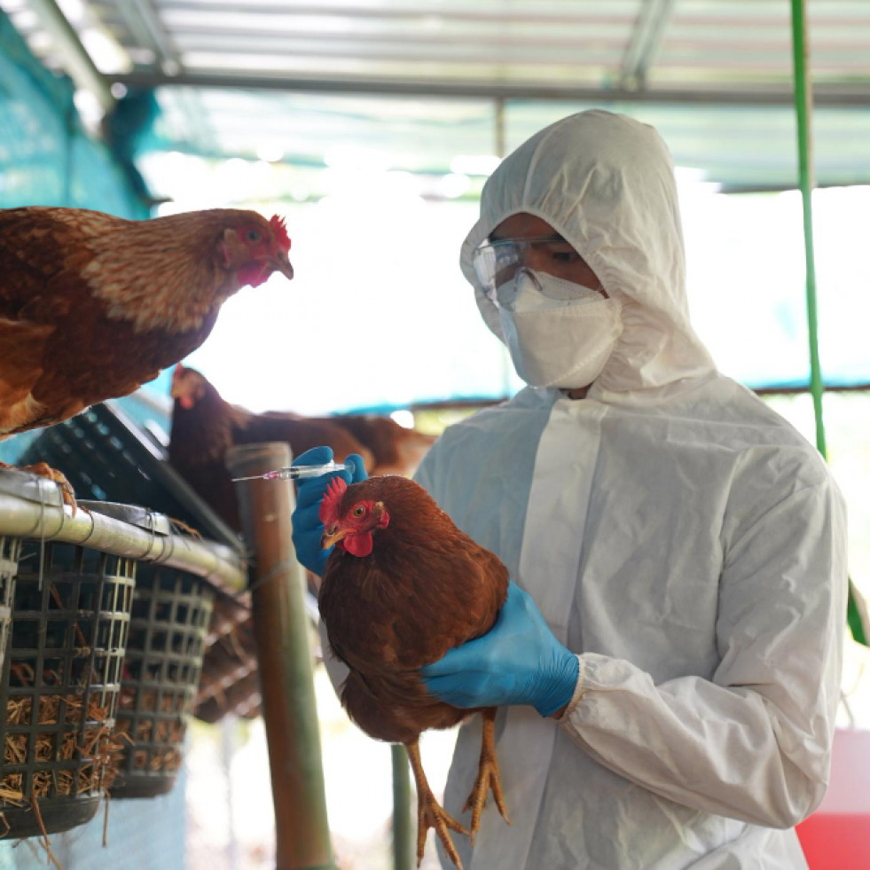 México enfrentó en 2023 seis focos de gripe aviar
