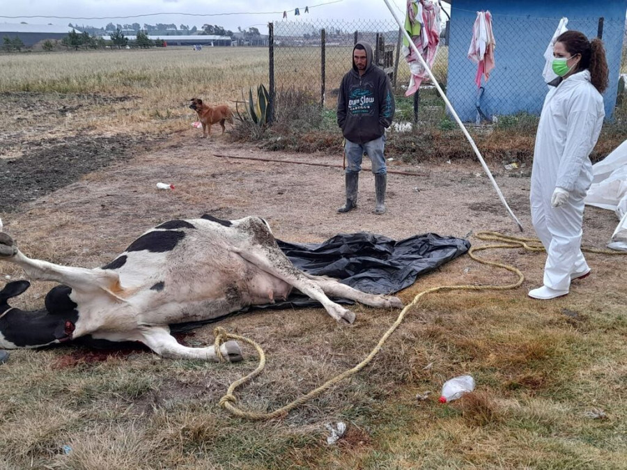 Muerte bovinos Hidalgo