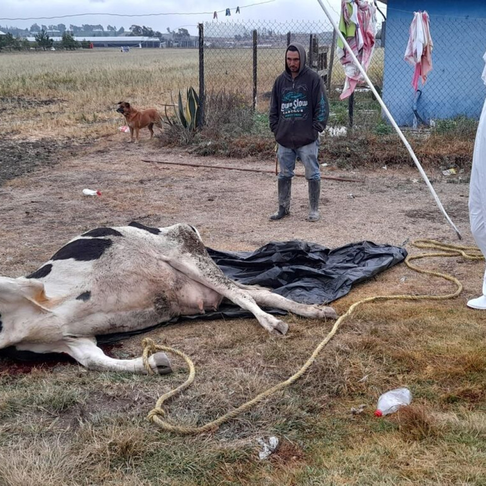 Agricultura investiga las causas de muerte de 57 bovinos en Hidalgo