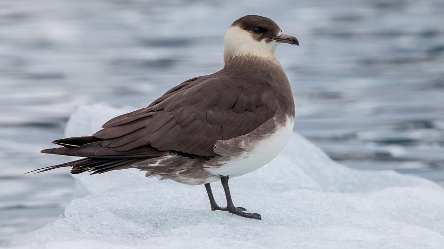 Skuas
