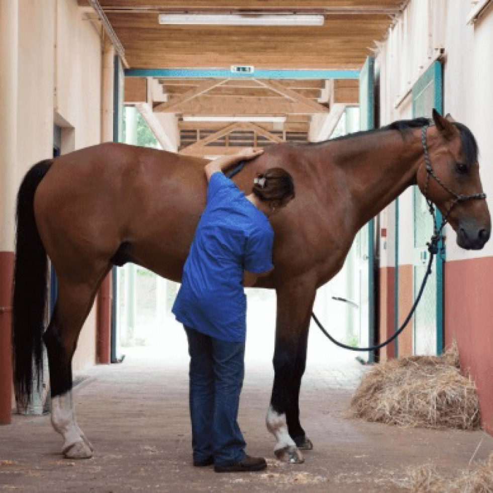 Veterinarios velarán por la salud de los caballos durante los Juegos Olímpicos de París