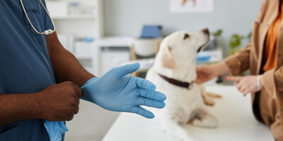 Nuevo marcador para evaluar la gravedad de la leishmania canina ha sido probado por veterinarios españoles