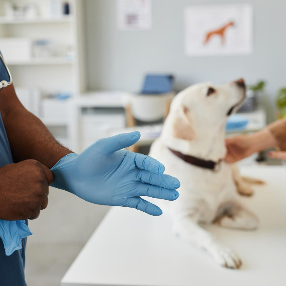 Nuevo marcador para evaluar la gravedad de la leishmania canina ha sido probado por veterinarios españoles