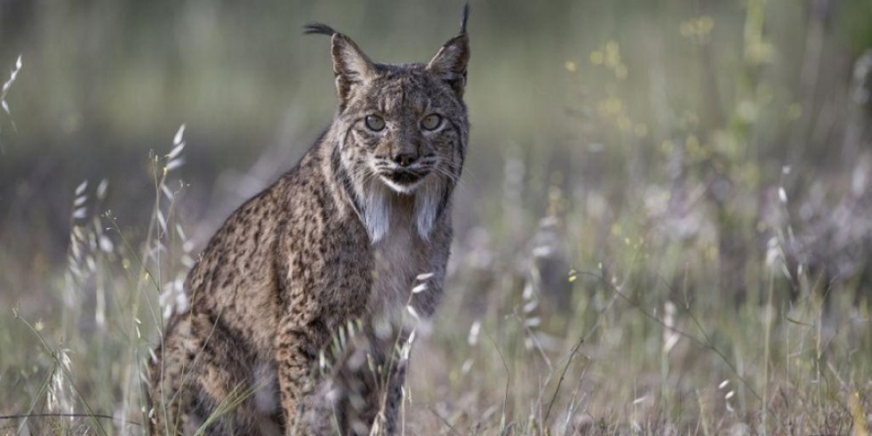 El lince ibérico también se infecta por el virus de la Covid-19