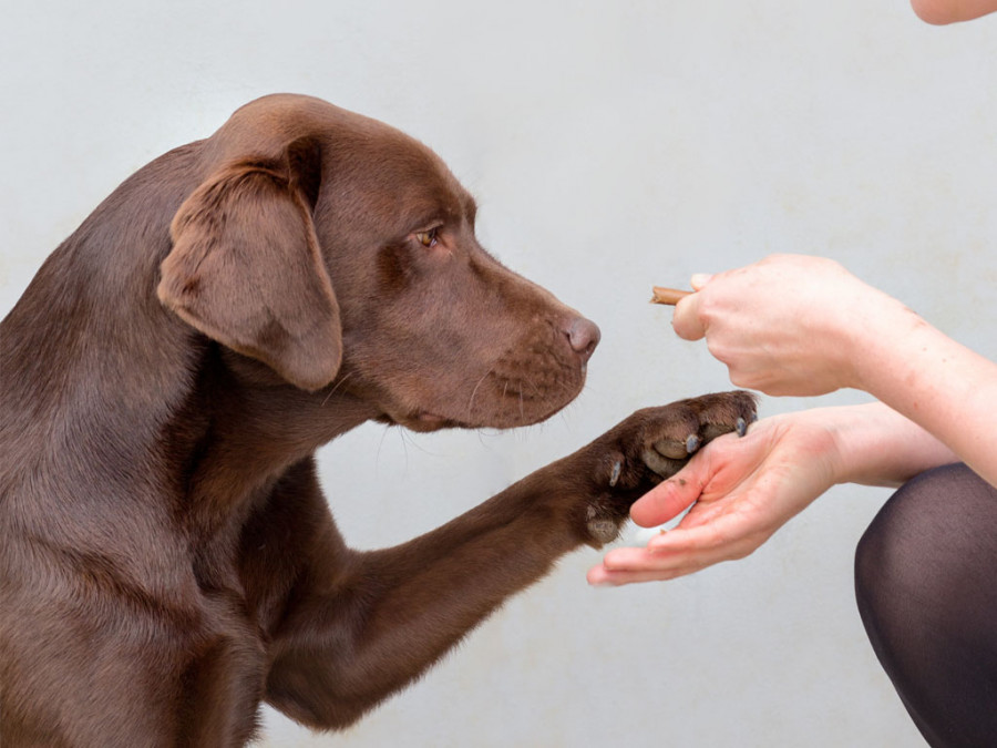 Labrador perro