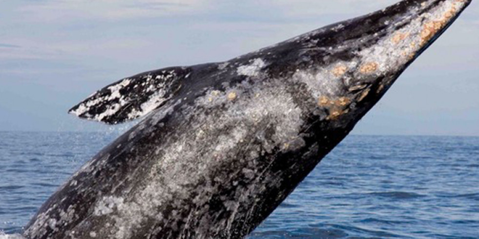 Registran 883 ejemplares de ballena gris en la Reserva de la Biosfera El Vizcaíno