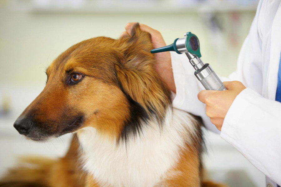 Oreja perro veterinario