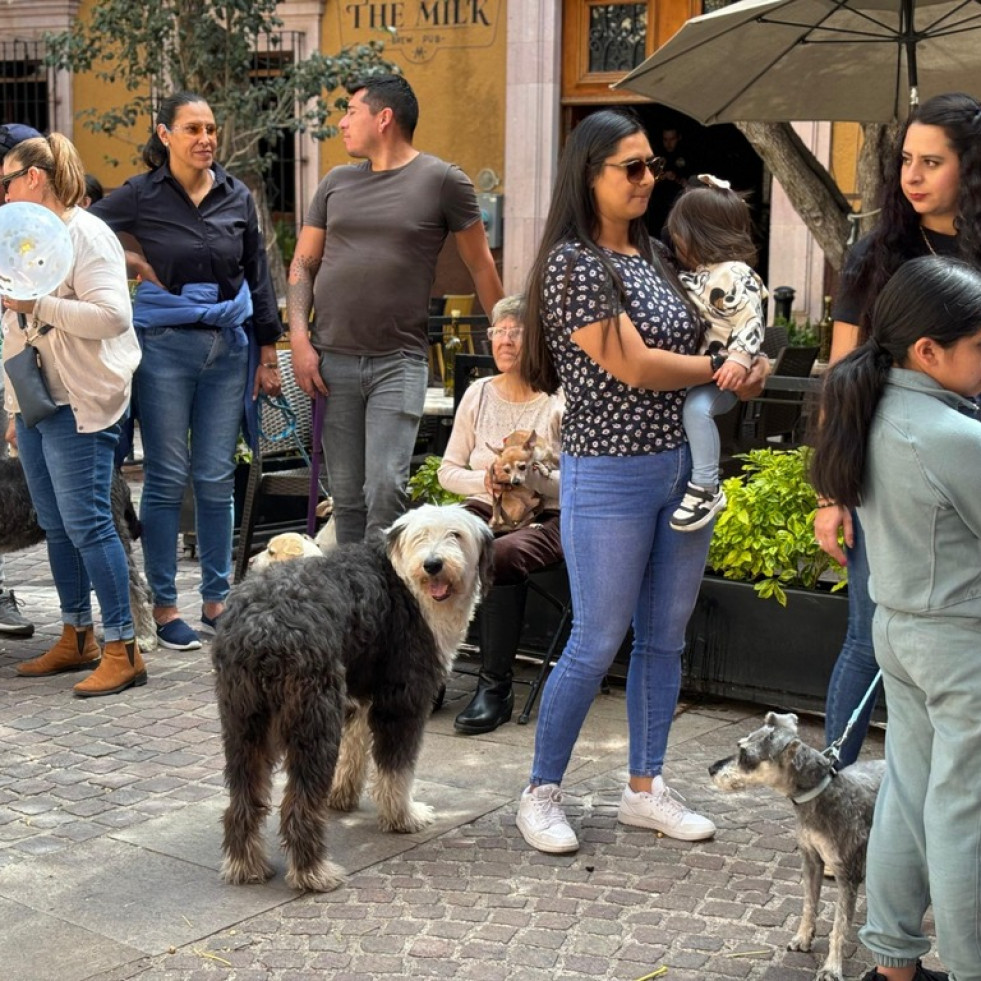 Zacatecas inicia la jornada estatal de vacunación canina y felina contra la rabia