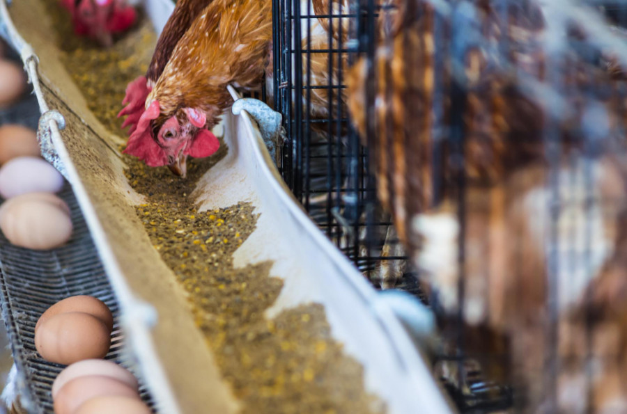 Huevos gallinas