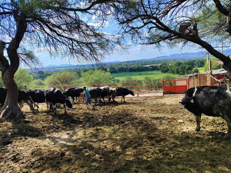 Ganado bovino