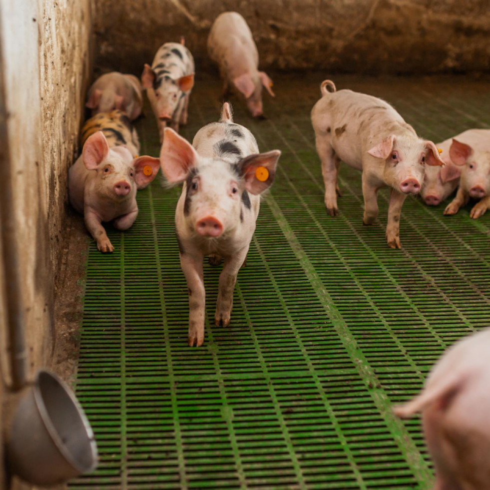 Plantean una alternativa para manejar los residuos de los cerdos y generar fertilizante y combustible renovables