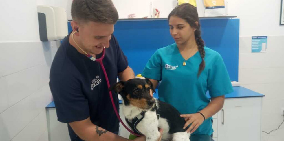 ¿En qué consiste la anemia hemolítica inmunomediada en el perro?
