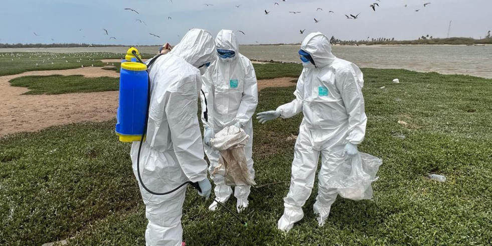 Detectan nuevos casos de influenza aviar en México